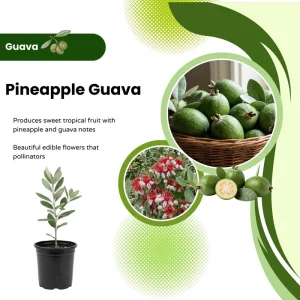 Pineapple Guava Starter Plant 4-6 Inch Tall – Live Feijoa Fruit Shrub - Image 5