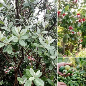 Pineapple Guava Starter Plant 4-6 Inch Tall – Live Feijoa Fruit Shrub - Image 6