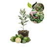 Pineapple Guava Starter Plant 4-6 Inch Tall – Live Feijoa Fruit Shrub - Image 1