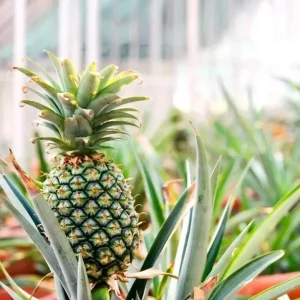 Pineapple Plant 'Sugar Loaf' Live Plant - Indoor & Outdoor - Image 3