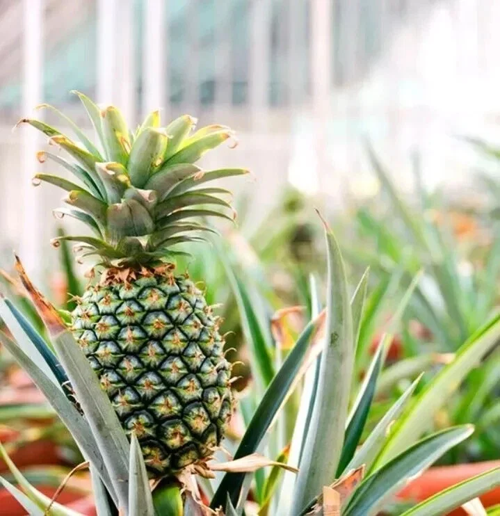 Pineapple Plant 'Sugar Loaf' Live Plant - Indoor & Outdoor - Image 3