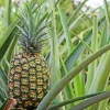 Pineapple Plant 'Sugar Loaf' Live Plant - Indoor & Outdoor - Image 1