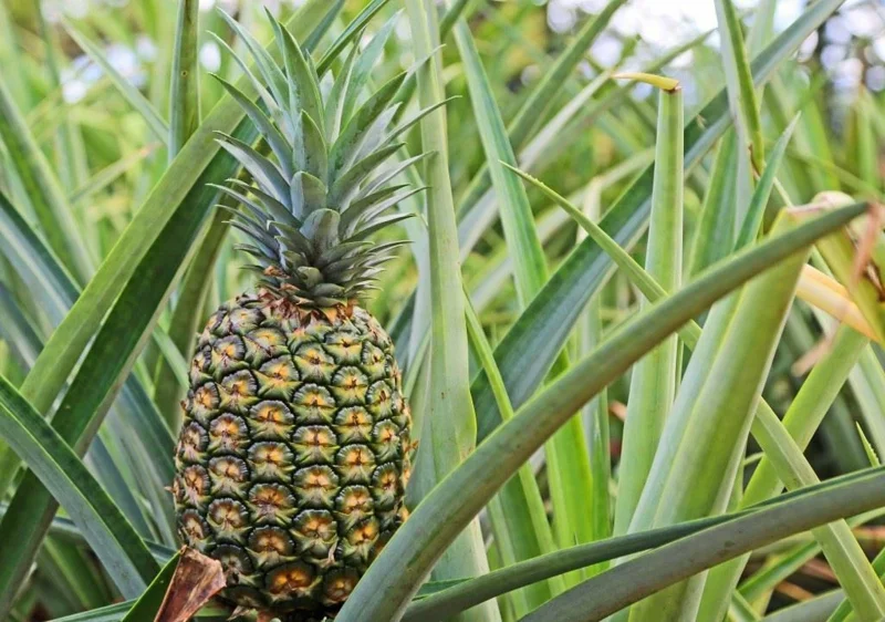 Pineapple Plant 'Sugar Loaf' Live Plant - Indoor & Outdoor - Image 1