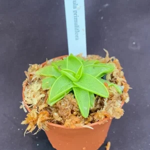 Pinguicula primuliflora Butterwort Carnivorous Live Plant – 2.5