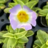 Pinguicula primuliflora Butterwort Carnivorous Live Plant – 2.5" Pot – Indoor - Image 1