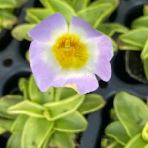 Pinguicula primuliflora Butterwort Carnivorous Live Plant – 2.5