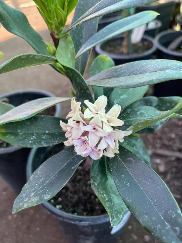 Pink Daphne Live Plant – Fragrant Evergreen Shrub – 1 Gallon Pot - Image 1