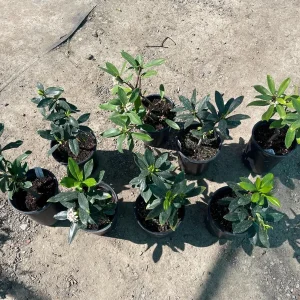 Pink Daphne Live Plant – Fragrant Evergreen Shrub – 1 Gallon Pot - Image 3