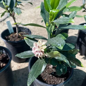 Pink Daphne Live Plant – Fragrant Evergreen Shrub – 1 Gallon Pot - Image 4