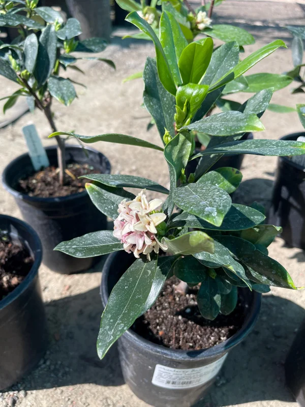 Pink Daphne Live Plant – Fragrant Evergreen Shrub – 1 Gallon Pot - Image 4