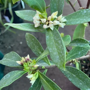 Pink Daphne Live Plant – Fragrant Evergreen Shrub – 1 Gallon Pot - Image 5