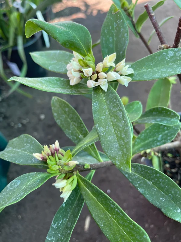 Pink Daphne Live Plant – Fragrant Evergreen Shrub – 1 Gallon Pot - Image 5