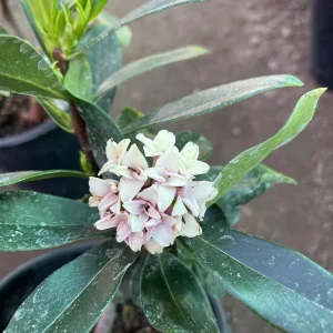 Pink Daphne Live Plant – Fragrant Evergreen Shrub – 1 Gallon Pot - Image 6