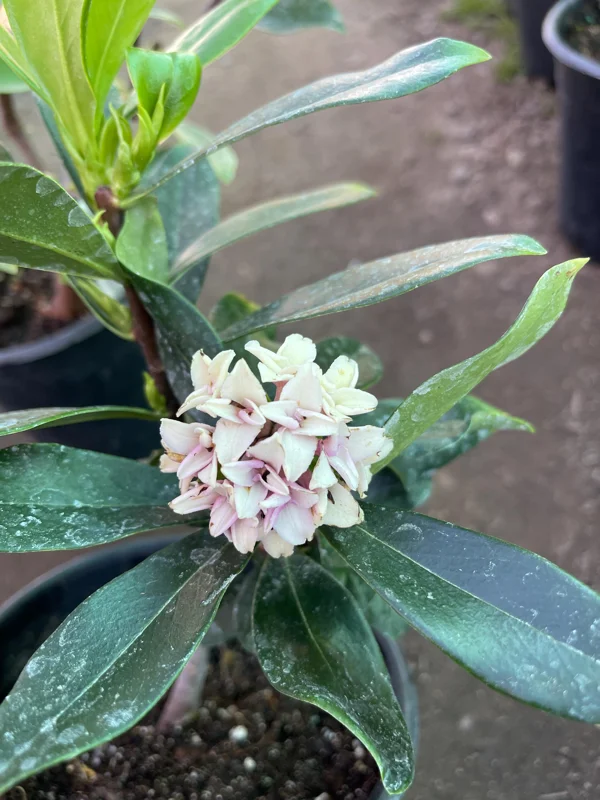 Pink Daphne Live Plant – Fragrant Evergreen Shrub – 1 Gallon Pot - Image 6