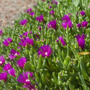 Pink Delosperma Live Plant Plug - Succulent Groundcover Outdoor - Image 2