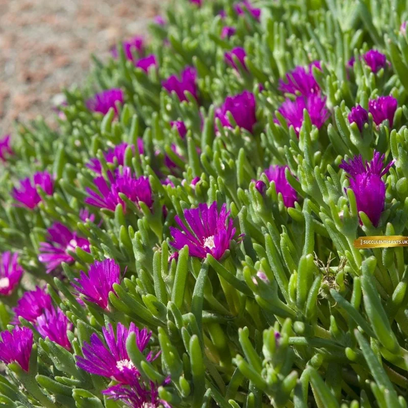 Pink Delosperma Live Plant Plug - Succulent Groundcover Outdoor - Image 2