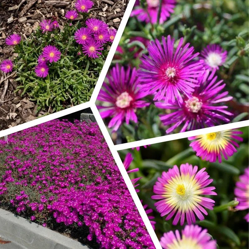 Pink Delosperma Live Plant Plug - Succulent Groundcover Outdoor - Image 3