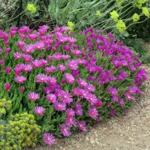 Pink Delosperma Live Plant Plug - Succulent Groundcover Outdoor - Image 5