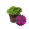Pink Delosperma Live Plant Plug - Succulent Groundcover Outdoor - Image 1