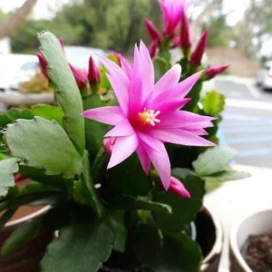 Pink Easter Cactus Live Plant 4-6 Inch – Spring Blooming Houseplant - Image 2