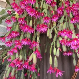 Pink Easter Cactus Live Plant 4-6 Inch – Spring Blooming Houseplant - Image 4