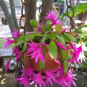 Pink Easter Cactus Live Plant 4-6 Inch – Spring Blooming Houseplant - Image 5