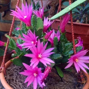 Pink Easter Cactus Live Plant 4-6 Inch – Spring Blooming Houseplant - Image 6