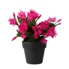 Pink Easter Cactus Live Plant 4-6 Inch – Spring Blooming Houseplant - Image 1