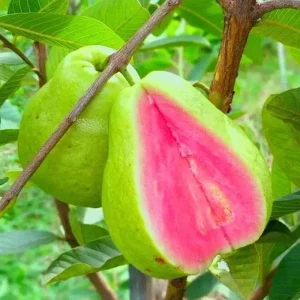 Pink Guava Tree Live Plant – Tropical Fruit Starter – 4-7 Inch – Outdoor - Image 2