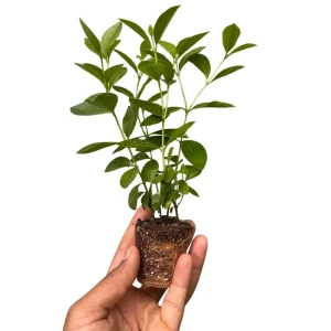 Pink Guava Tree Live Plant – Tropical Fruit Starter – 4-7 Inch – Outdoor - Image 3