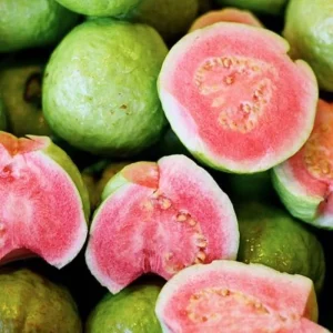 Pink Guava Tree Live Plant – Tropical Fruit Starter – 4-7 Inch – Outdoor - Image 4