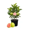 Pink Guava Tree Live Plant – Tropical Fruit Starter – 4-7 Inch – Outdoor - Image 1