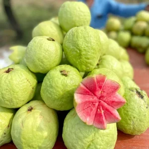 Pink Guava Tree Live Plant – Tropical Fruit Starter – 4-7 Inch – Outdoor - Image 6