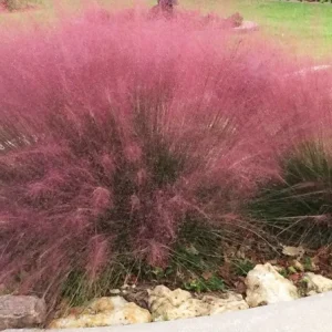 Pink Gulf Muhly Grass 1 Gallon Live Plant – Ornamental Grass – Outdoor - Image 3