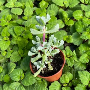 Pink Ice Plant (Oscularia Deltoides) Live Succulent – Outdoor Groundcover - Image 2