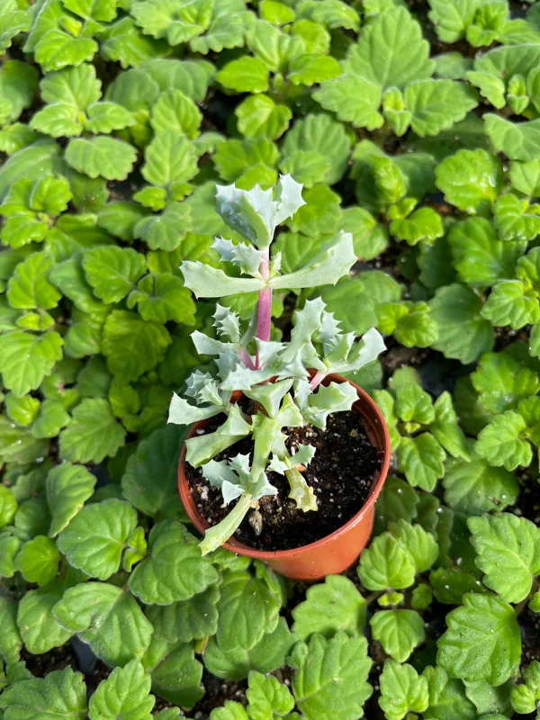 Pink Ice Plant (Oscularia Deltoides) Live Succulent – Outdoor Groundcover - Image 2
