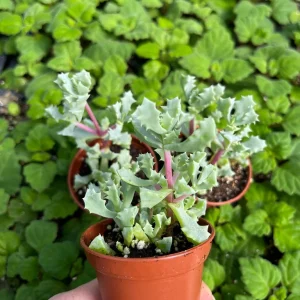 Pink Ice Plant (Oscularia Deltoides) Live Succulent – Outdoor Groundcover - Image 3
