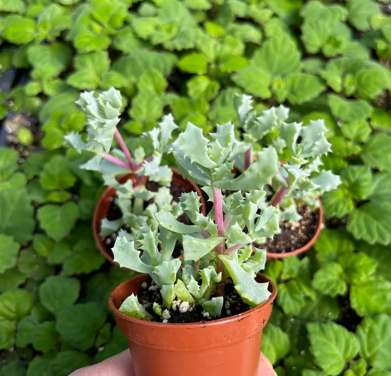 Pink Ice Plant (Oscularia Deltoides) Live Succulent – Outdoor Groundcover - Image 3