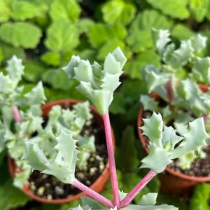 Pink Ice Plant (Oscularia Deltoides) Live Succulent – Outdoor Groundcover - Image 4