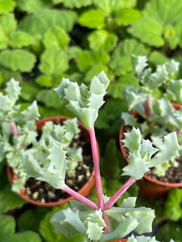 Pink Ice Plant (Oscularia Deltoides) Live Succulent – Outdoor Groundcover - Image 4