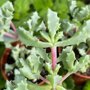 Pink Ice Plant (Oscularia Deltoides) Live Succulent – Outdoor Groundcover - Image 5
