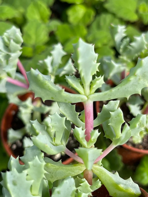 Pink Ice Plant (Oscularia Deltoides) Live Succulent – Outdoor Groundcover - Image 5