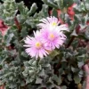 Pink Ice Plant (Oscularia Deltoides) Live Succulent – Outdoor Groundcover - Image 1