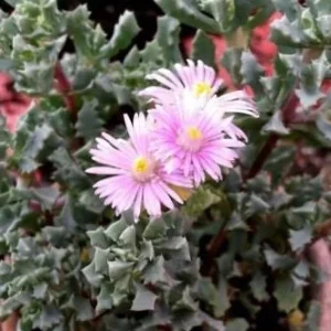 Pink Ice Plant (Oscularia Deltoides) Live Succulent – Outdoor Groundcover - Image 1