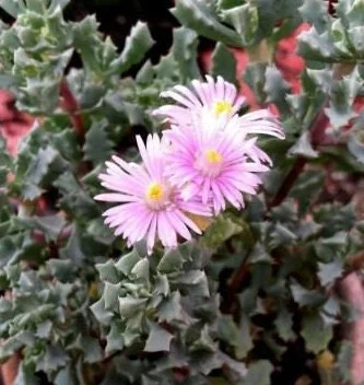 Pink Ice Plant (Oscularia Deltoides) Live Succulent – Outdoor Groundcover - Image 1