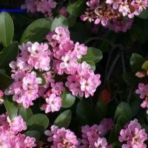 Pink Indian Hawthorn Plant Cuttings - Live 6 inch Flowering Shrub - Image 1