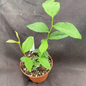 Pink Lemonade Blueberry Live Plant – 3 inch Pot – Sweet Pink Berries - Image 2
