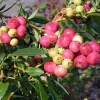 Pink Lemonade Blueberry Live Plant – 3 inch Pot – Sweet Pink Berries - Image 1