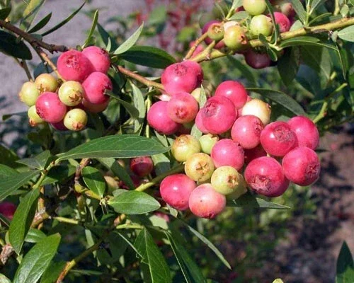 Pink Lemonade Blueberry Live Plant – 5.25" Pot – Edible Fruit - Image 2