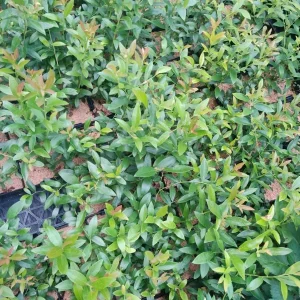 Pink Lemonade Blueberry Live Plant – 5.25